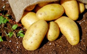 Kartoffel Ernte Mietkälte