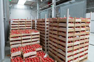 Rote Tomaten lagern in Transportkisten aus Holz in einem Kuehlhaus und reifen nach